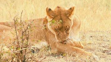 leonessa che si lecca la zampa, masai mara