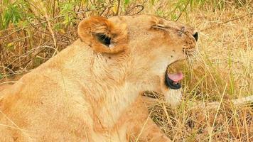 Lioness yawning, Masai Mara