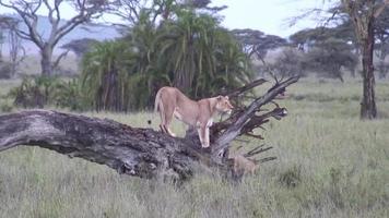 Löwe wild gefährliches Säugetier Afrika Savanne Kenia