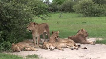 Lion wild dangerous mammal africa savannah Kenya video