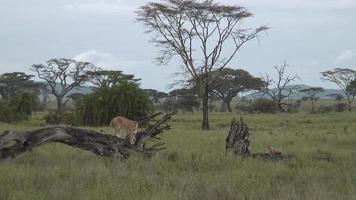 Lion sauvage mammifère dangereux afrique savane kenya video