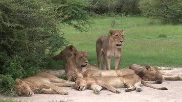 León salvaje peligroso mamífero África sabana Kenia video