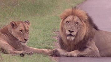 leone maschio e femmina nella boscaglia video