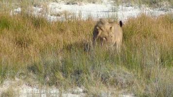 Lion mâle marche sautant saltpan etosha namiba afrique