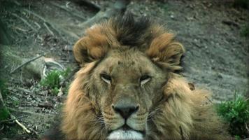 Slow motion with a lion on a tree trunk resting video