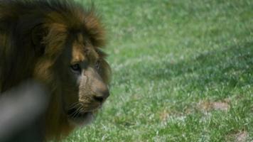 Adult male lion with large mane pacing back and forth