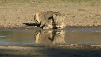 Lioness drinking water video