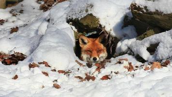fox video
