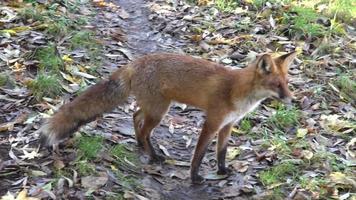 raposa vermelha correndo na estrada perto da floresta