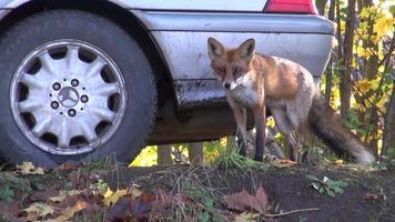 animal fox in park near car video