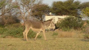 Donkeys in Africa video