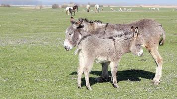 donkey on pasture video