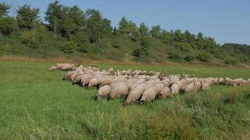 schapen in een weiland video