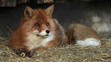 retrato de corpo inteiro de um macho de raposa vermelha posando em ambiente natural. video