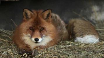 retrato de corpo inteiro de um macho de raposa vermelha posando em ambiente natural. video