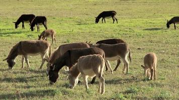 burros pastando no pasto video