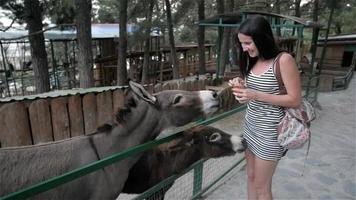 mooie brunette meisje ezel voederen in dierentuin. ze lacht en vraagt zich af video