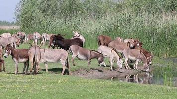 herd of donkeys drink water video