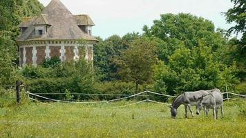Donkeys at a french castle video