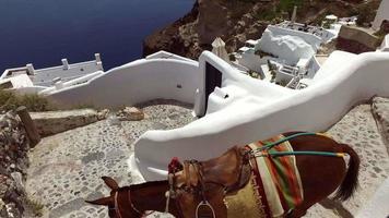 Donkeys in Oia, Santorini, Greece video