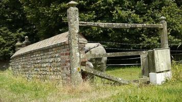 Old stone fence and a donkey at the countryside video
