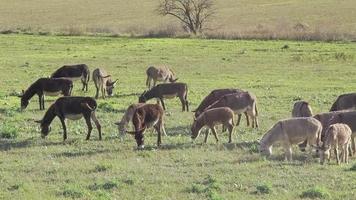 troupeau d'ânes sur la prairie