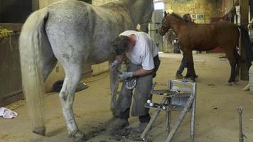 a craftsman farrier replace horseshoes video