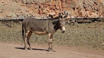 Oman, Musandam, Gulf of Oman, ancient Village of Haffa. Donkey on the beach video