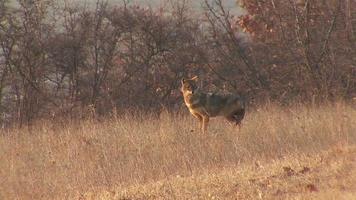 Hunting  Golden jackal finding and eating carcass in winter field video