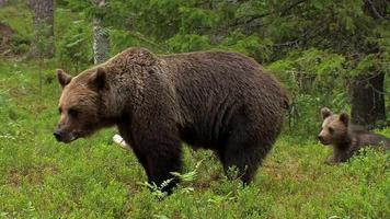 europäischer braunbär - ursus arctos arctos - oso pardo euroasiático video