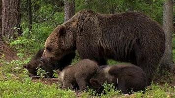 europäischer braunbär - ursus arctos arctos - orso bruno eurasiatico video