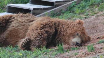grizzly björn avkopplande video