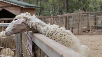 schapen en lammeren lopen. schapenboerderij video