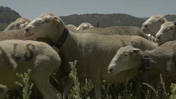 pastor com rebanho de ovelhas merino