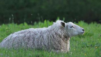schapen video