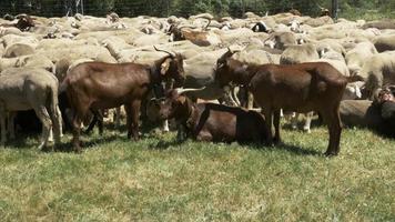 chèvres et troupeau de moutons mérinos video