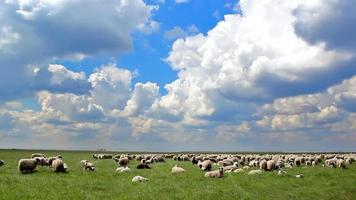 moutons paissant