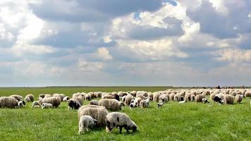 Schafe auf der Wiese video