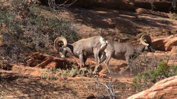 Carneiros de ovelha selvagem do deserto no cio video