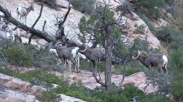 Desert bighorn Sheep rams in Rut video