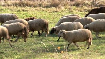 Sheep on meadow