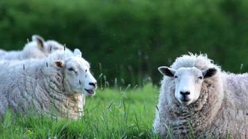 rustende schapen