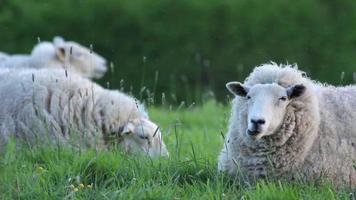 grazende schapen video