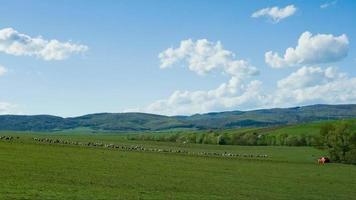 Sheeps at meadow