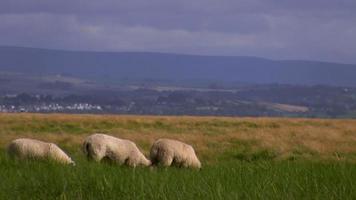 moutons dans les collines video
