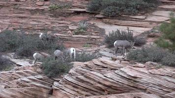 troupeau de mouflons du désert video