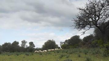 Flock of sheep and lambs in natural landscape video