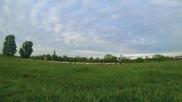 troupeau de moutons broutant laps de temps video