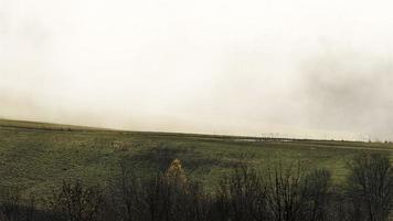Pâturage d'alimentation des moutons dans la brume d'automne matin