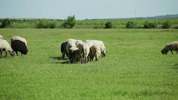 Schafherde, die auf der Weide weidet